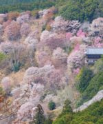 吉野の桜（奈良）