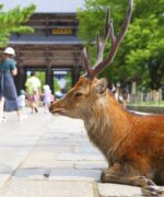 奈良公園（奈良）