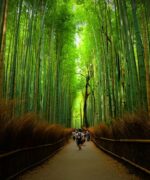 嵯峨野の竹林（京都）