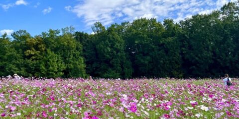 万博記念公園（コスモス）