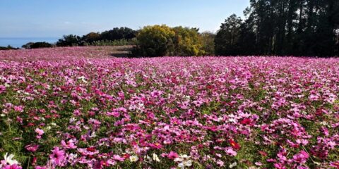 花さじき（コスモス）
