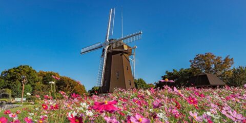 花博記念公園 鶴見緑地(コスモス）