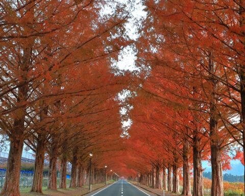 メタセコイア並木（滋賀県高島市・マキノ高原
